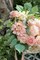 Artificial Flowers Combo Box Set Gradient Color Flower Leaf with Stems for DIY Wedding Bouquets Centerpieces Baby Shower Party Home Decorations Peach